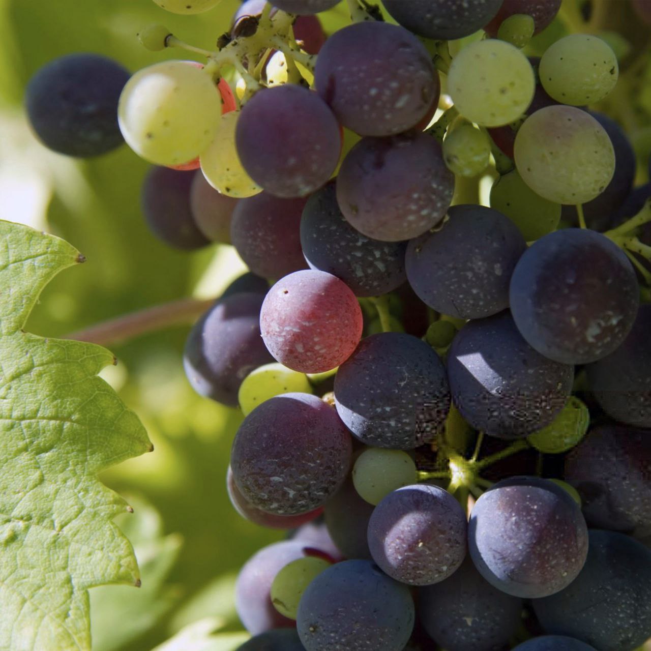 Методы определения зрелости винограда