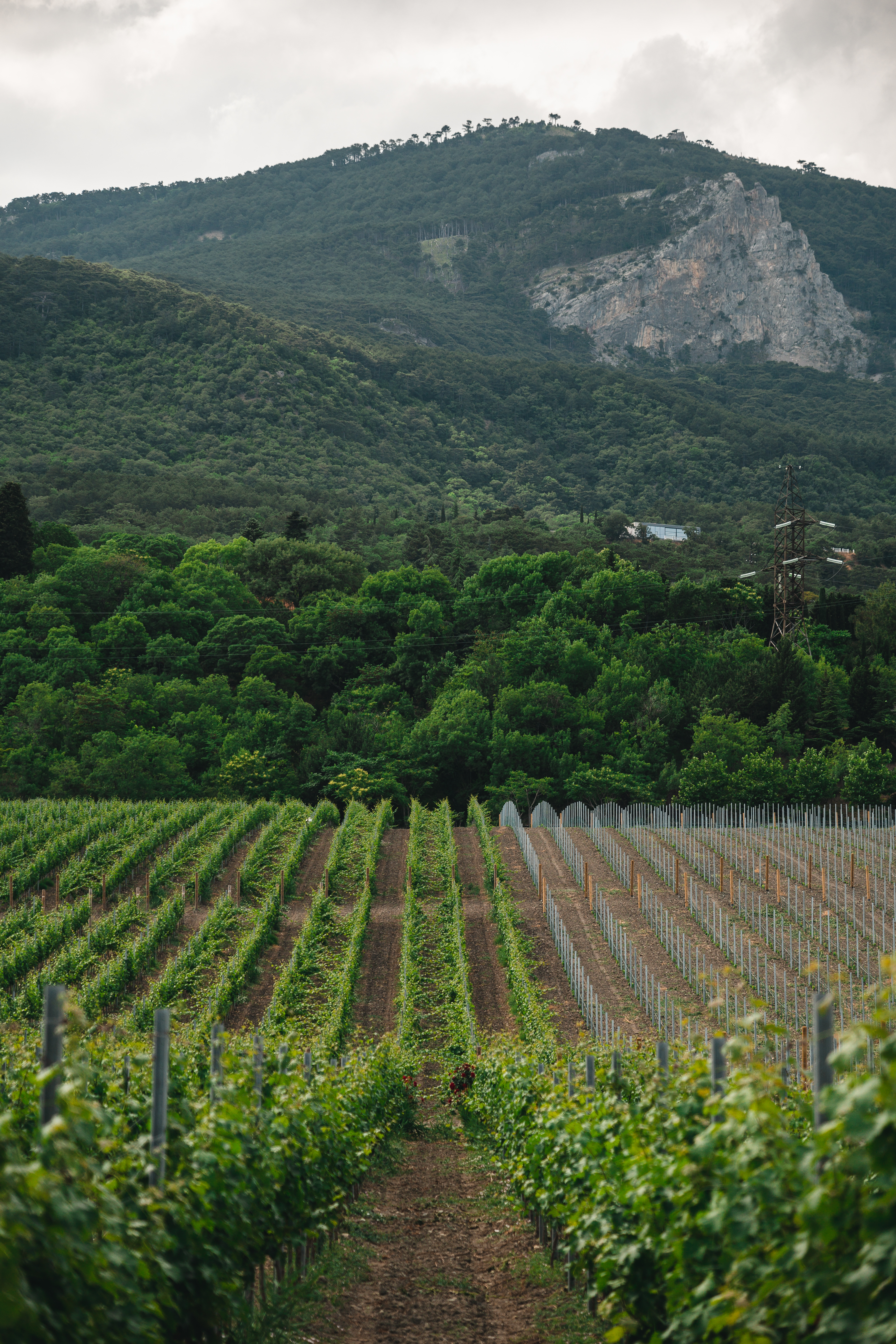 Поступление нового урожая вина 2021г