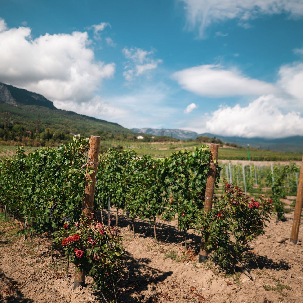 Что дает терруар вину